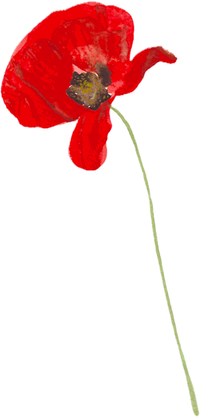 Illustration à l'aquarelle d'un coquelicot rouge