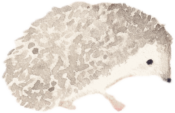 Illustration à l'aquarelle d'un hérisson